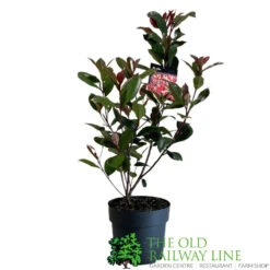 Photinia Fraseri 'Carré Rouge' 2Ltr Pot (NL) -Garden Outdoor Store 0000000398517