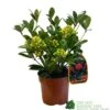 Skimmia Japonica 'Temptation' 2Ltr Pot (NL) -Garden Outdoor Store 0000000398528