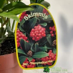 Skimmia Japonica 'Temptation' 2Ltr Pot (NL) -Garden Outdoor Store 0000000398528 2