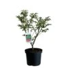 Euonymus Alatus 'Compactus' Plant 4Ltr Pot (NL) -Garden Outdoor Store 00000275