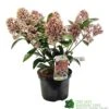 Skimmia Japonica 'Rubella' 3Ltr Pot (NL) 1 Skimmia Japonica 'Rubella' 3Ltr Pot (NL) -Garden Outdoor Store 00000286