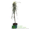 Cotoneaster 'Juliette' 80cm Tall (NL) 2 Cotoneaster 'Juliette' 80cm Tall (NL) -Garden Outdoor Store 00000625