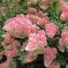 Hydrangea 'Vanille-Fraise' 40cm Tall (NL) -Garden Outdoor Store 00000627 61d5339e ca8a 49fe 930a 716fa5a2a5f6
