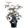 Sambucus Nigra 'Black Lace' Plant 3 Ltr Pot -Garden Outdoor Store 00000629 8b8a232f 6c5b 4895 a1af 2c59937f44cf