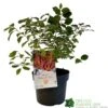 Cornus 'Midwinter Fire' Plant 3Ltr Pot (NL) 2 Cornus 'Midwinter Fire' Plant 3Ltr Pot (NL) -Garden Outdoor Store 00001162