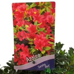 Azalea 'Geisha Red' Plant 3Ltr Pot (NL) -Garden Outdoor Store 00001652 2