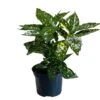 Aucuba Japonica 'Golden King' 2Ltr Pot (NL) 1 Aucuba Japonica 'Golden King' 2Ltr Pot (NL) -Garden Outdoor Store 00002104