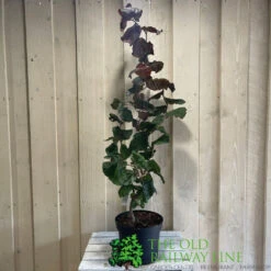 Corylus 'Red Majestic' Hazel Tree 70cm Tall (NL) -Garden Outdoor Store 00002653 2