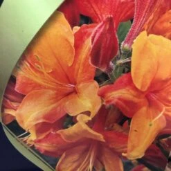 Azalea (Deciduous) 'Golden Eagle' 7.5Ltr Pot (NL) -Garden Outdoor Store 00002759 2