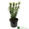 Cephalotaxus 'Korean Gold' Plum Yew Conifer 40cm Tall (NL) 1 Cephalotaxus 'Korean Gold' Plum Yew Conifer 40cm Tall (NL) -Garden Outdoor Store 00003296