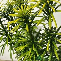 Cephalotaxus 'Korean Gold' Plum Yew Conifer 40cm Tall (NL) -Garden Outdoor Store 00003296 2