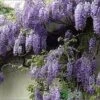 Wisteria Sinensis 'Prolific' Climber 7.5 Ltr Pot (NL) 2 Wisteria Sinensis 'Prolific' Climber 7.5 Ltr Pot (NL) -Garden Outdoor Store 00004785 a5d783ef 7206 4787 8d92 6f2c74dd9444