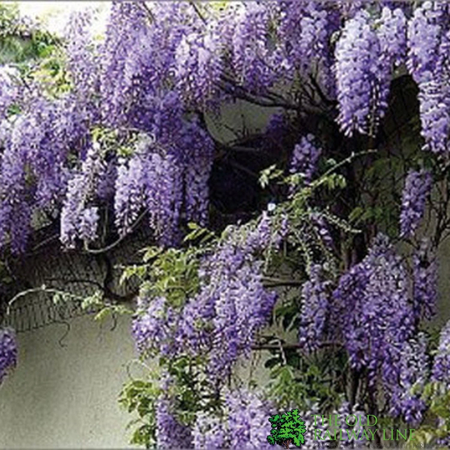 Wisteria Sinensis 'Prolific' Climber 7.5 Ltr Pot (NL) 3 Wisteria Sinensis 'Prolific' Climber 7.5 Ltr Pot (NL)