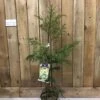 Cryptomeria 'Barabits Gold' Conifer5Ltr Pot (NL) -Garden Outdoor Store 00005465