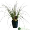 Cortaderia 'Pumila' 5Ltr Pot (NL) -Garden Outdoor Store 30001104