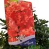 Azalea 'Geisha Orange' 3Ltr Pot (NL) 2 Azalea 'Geisha Orange' 3Ltr Pot (NL) -Garden Outdoor Store 30008869 2