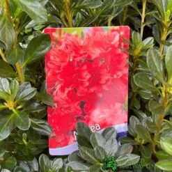 Azalea 'Geisha Orange' 3Ltr Pot (NL) -Garden Outdoor Store 30008869 5b9b6a4d 2eef 4de9 a7d5 74d146507ae8