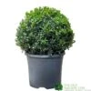 Buxus Ball 30cm Diameter Box Topiary Plant 7.5Ltr Pot 1 Buxus Ball 30cm Diameter Box Topiary Plant 7.5Ltr Pot -Garden Outdoor Store 30167099