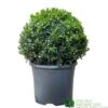 Buxus Ball Topiary Plant 22cm Pot -Garden Outdoor Store 30167099 b7f09a39 ec25 4308 938a da09aa4eb021