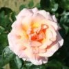 Peach Climbing Rose 'Compassion' 4Ltr Pot -Garden Outdoor Store 5011622202234