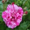 Rosa Gallica 'Versicolor' Rose 4Ltr Pot -Garden Outdoor Store 5011622203590