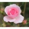 Pink Shrub Rose 'Bonica' 4Ltr Pot 2 Pink Shrub Rose 'Bonica' 4Ltr Pot -Garden Outdoor Store 5011622203828