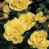 Whartons 'Flower Carpet Gold' Standard Rose 7.5Ltr Pot -Garden Outdoor Store 5011622208854