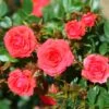 Whartons 'Birthday Wishes' Standard Tree Rose 50cm Stem -Garden Outdoor Store 5011622211250