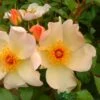 Apricot Climbing Rose 'Keith Maughan' 4Ltr Pot -Garden Outdoor Store 5011622212493