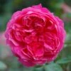 Pink Shrub Rose 'Ivor's Rose' 4Ltr Pot -Garden Outdoor Store 5011622212974