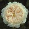 Cream Shrub Rose 'Macmillan Nurse' 4Ltr Pot 1 Cream Shrub Rose 'Macmillan Nurse' 4Ltr Pot -Garden Outdoor Store 5011622212998