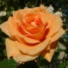 Orange Shrub Rose 'Raymond Carver' 4Ltr Pot -Garden Outdoor Store 5011622213018