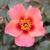 Pink Floribunda Rose 'For Your Eyes Only' 3Ltr Pot -Garden Outdoor Store 5011622214329