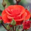 Whartons 'Precious Love' Standard Red Rose Plant 7.5Ltr Pot -Garden Outdoor Store 5011622214442
