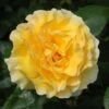 Yellow Shrub Rose 'Grosvenor House' 4Ltr Pot -Garden Outdoor Store 5011622214848