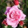 Whartons 'Timeless Pink' Bush Rose 4Ltr Pot -Garden Outdoor Store 5011622216033