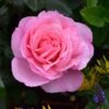 Pink Shrub Rose 'Pearl Of St. Lukes' 4Ltr Pot -Garden Outdoor Store 5011622219706