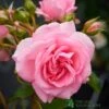 Pink Climbing Rose 'Mamma Mia Courtyard' 3Ltr Pot -Garden Outdoor Store 5011622220184