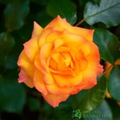 Orange Climbing Rose 'Redova Courtyard' 4Ltr Pot