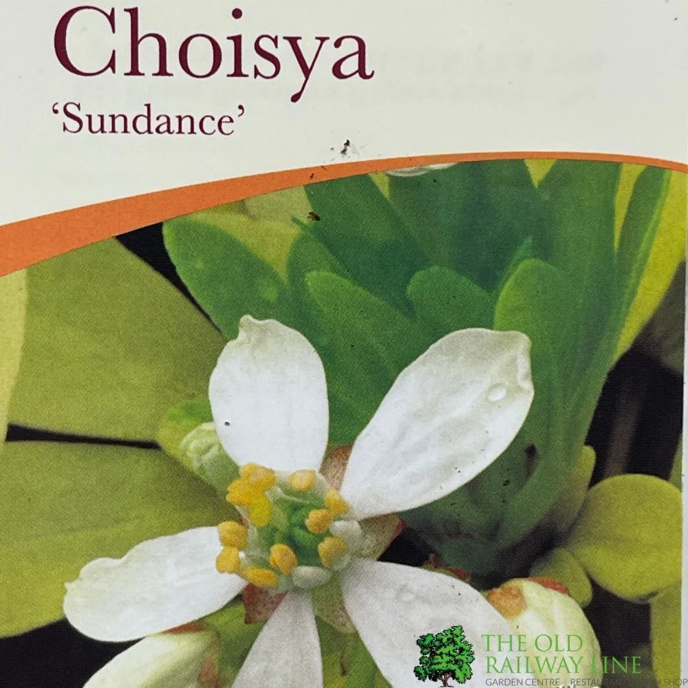 Choisya Ternata 'Sundance' Mexican Orange Blossom Plant 3Ltr Pot 4 Choisya Ternata 'Sundance' Mexican Orange Blossom Plant 3Ltr Pot - Image 2