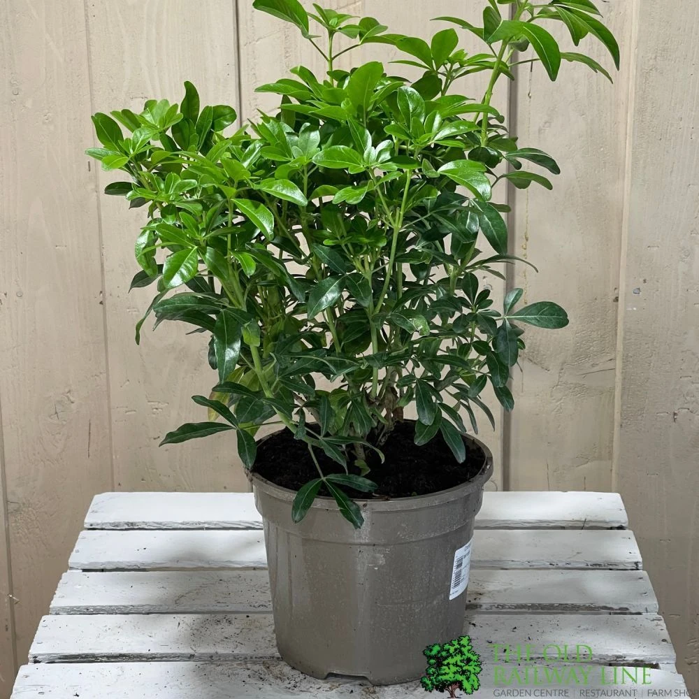Choisya Ternata Mexican Orange Blossom Plant 3Ltr Pot 4 Choisya Ternata Mexican Orange Blossom Plant 3Ltr Pot - Image 2