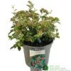 Cotoneaster Franchetii 3Ltr Pot 2 Cotoneaster Franchetii 3Ltr Pot -Garden Outdoor Store 5019756161250 4ddea0b2 09ed 444b ad62 aae6ee9a3da9
