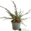 Cotoneaster Horizontalis Plant 3Ltr Pot 2 Cotoneaster Horizontalis Plant 3Ltr Pot -Garden Outdoor Store 5019756161533