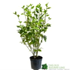 Griselinia Littoralis 3Ltr Pot