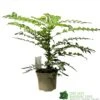 Mahonia 'Winter Sun' Plant 3Ltr Pot -Garden Outdoor Store 5019756219593
