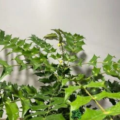 Mahonia 'Winter Sun' Plant 3Ltr Pot -Garden Outdoor Store 5019756219593 2