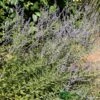 Perovskia 'Blue Spire' Plant 3Ltr Pot -Garden Outdoor Store 5019756228588 de1c2ade c9f8 4f6f a151 d15c8aa44673