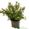 Potentilla Fruticosa 'Abbotswood' Shrubby Cinquefoil 3Ltr Pot 1 Potentilla Fruticosa 'Abbotswood' Shrubby Cinquefoil 3Ltr Pot -Garden Outdoor Store 5019756242195