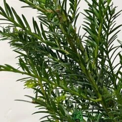 Taxus Baccata Common Yew Plant 2 Ltr 5 Taxus Baccata Common Yew Plant 2 Ltr -Garden Outdoor Store 5019756374452 2