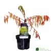 Rhus Typhina 'Tiger Eyes' 3Ltr Pot (NL) -Garden Outdoor Store 5019756405453